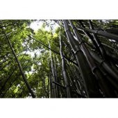 Saksılık Nadir İthal Kara Bambu Tohumu Ekim Seti 5 Tohum Saksı Toprak Kombin - 4