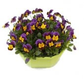 Saksılık Karışık Hercai Menekşe Çiçeği Tohumu Ekim Seti 5 Tohum Çiçek Tohumu Saksı Toprak Kombin - 2