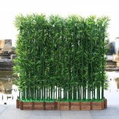 Saksılık Nadir İthal Yeşil Bambu Tohumu 5 Tohum - 3