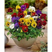 Saksılık Karışık Hercai Menekşe Çiçeği Tohumu Ekim Seti 5 Tohum Çiçek Tohumu Saksı Toprak Kombin - 4