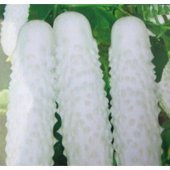 Nadir İthal Beyaz Salatalık Tohumu Ekim Seti White Cucumber 3 Tohum Saksı Toprak Kombin - 1