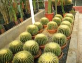 Saksılık Nadir İthal Dev Kaktüs Tohumu 5 Tohum thumbnail 4