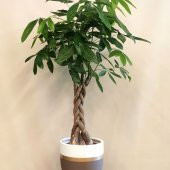 Nadir Pachira Tohumu Ekim Seti 3 Tohum Örgülü Paçira Tohumu Para Bitkisi Saksı Toprak Kombin thumbnail 2