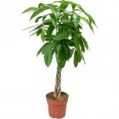 Nadir Pachira Tohumu Ekim Seti 3 Tohum Örgülü Paçira Tohumu Para Bitkisi Saksı Toprak Kombin thumbnail 3