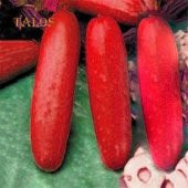 Nadir İthal Kırmızı Salatalık Tohumu Ekim Seti 3 Tohum Red Cucumber Saksı Toprak Kombin - 2