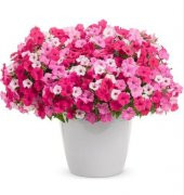 Karışlık Saksılık Petunya Çiçeği Tohumu Ekim Seti 15 Tohum Çiçek Tohumu Saksı Toprak Kombin - 1