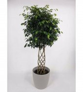 Nadir Pachira Tohumu Ekim Seti 3 Tohum Örgülü Paçira Tohumu Para Bitkisi Saksı Toprak Kombin thumbnail 4