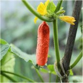 Nadir İthal Kırmızı Salatalık Tohumu Ekim Seti 3 Tohum Red Cucumber Saksı Toprak Kombin - 3