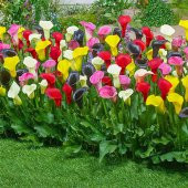 Nadir İthal Karışık Calla Lily Tohumu Ekim Seti 10 Tohum Saksı Toprak Kombin - 2