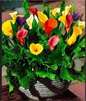 Nadir İthal Karışık Calla Lily Tohumu Ekim Seti 10 Tohum Saksı Toprak Kombin - 3
