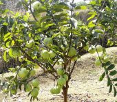 Nadir İthal Psidium Guava Meyvesi Tohumu Ekim Seti 3 Tohum Saksı Toprak Kombin - 3