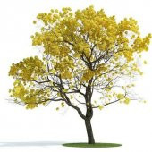 Tabebuia Ağacı Tohumu Ekim Seti 5 Tohum Saks Toprak Kombin - 1