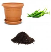 Yeşil Cin Süs Biberi Tohumu Ekim Seti - 1