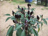 Eko Paket 30 Tohum Nadir İthal Siyah Çok Acı Süs Biberi Tohumu - 4