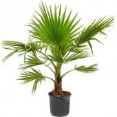 Washingtonia Robusta Palmiye Ağacı Tohumu Ekim Seti 3 Tohum Saksı Toprak Kombin - 1