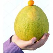 Dev Pamelo Tohumu Ekim Seti 3 Tohum Pamelo Meyvesi Tohumu Saksı Toprak Kombin thumbnail 1