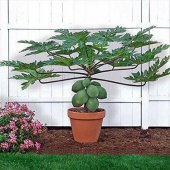 İthal Tropikal Saksılık Papaya Meyvesi Tohumu Bodur Papaya 3 Tohum - 1