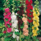 İthal Altea Malvone Çiçeği Tohumu Çiçek Tohumu 5 Tohum thumbnail 1