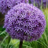 Nadir İthal Dev Allium Çiçeği Tohumu Ekim Seti 3 Tohum Saksı Toprak Kombin - 2