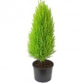 İthal Bodur Limon Selvi Bonzai Ağacı Tohumu 5 Tohum Bonsai Tohumu - 2