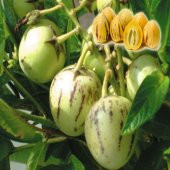 Nadir İthal Pepino Meyvesi Tohumu Ekim Seti 5 Tohum Pepino Tohumu Saksı Toprak Kombin - 2