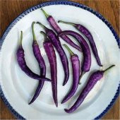 Nadir İthal Acı Mor Sivri Biber Tohumu Ekim Seti 5 Tohum Saksı Toprak Kombin - 2