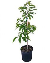 Sugar Apple Meyvesi Tohumu Ekim Seti 3 Tohum Şeker Elma Tohumu Saksı Toprak Kombin thumbnail 2