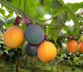 Nadir İthal Tropikal Granadilla Meyvesi Tohumu Ekim Seti 3 Tohum Saksı Toprak Kombin thumbnail 1