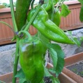 Tatlı Pat Yağlık Biber Tohumu Ekim Seti 20 Tohum Saksı Toprak Kombin thumbnail 3