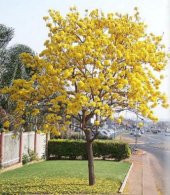 Tabebuia Ağacı Tohumu Ekim Seti 5 Tohum Saks Toprak Kombin - 3