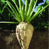 Süper Paket 500 Tohum Meşhur Şeker Pancarı Tohumu Pancar Tohumu - 3