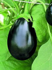 Süper Paket 300 Tohum İri Topan Dolmalık Patlıcan Tohumu - 3