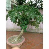 İthal Tropikal Saksılık Papaya Tohumu Ekim Seti Bodur Papaya 3 Tohum Saksı Toprak Kombin - 3