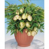 Nadir İthal Pepino Meyvesi Tohumu Ekim Seti 5 Tohum Pepino Tohumu Saksı Toprak Kombin - 3