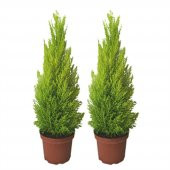İthal Bodur Limon Selvi Bonzai Ağacı Tohumu 5 Tohum Bonsai Tohumu - 3