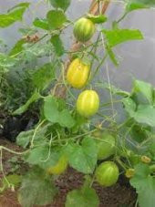 Nadir Kore Kavunu Tohumu Ekim Seti Kavun Tohumu 5 Tohum Saksı Toprak Kombin thumbnail 4