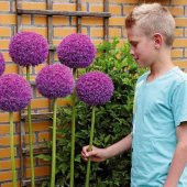 Nadir İthal Dev Allium Çiçeği Tohumu Ekim Seti 3 Tohum Saksı Toprak Kombin - 4