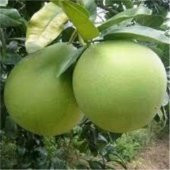 Dev Pamelo Tohumu Ekim Seti 3 Tohum Pamelo Meyvesi Tohumu Saksı Toprak Kombin thumbnail 4