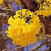 Tabebuia Ağacı Tohumu Ekim Seti 5 Tohum Saks Toprak Kombin - 4