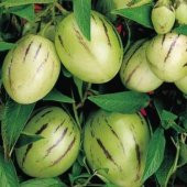 Nadir İthal Pepino Meyvesi Tohumu Ekim Seti 5 Tohum Pepino Tohumu Saksı Toprak Kombin - 4