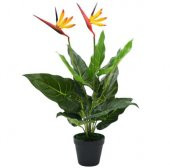 Çok Nadir Cennet Kuşu Orkide Çiçeği Tohumu Ekim Seti 2 Tohum Saksı Toprak Kombin thumbnail 1