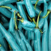 Nadir İthal Mavi Biber Tohumu Ekim Seti 5 Tohum Saksı Toprak Kombin - 1