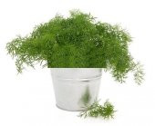 Dereotu Tohumu Ekim Seti Dere Otu Tohumu 100 Tohum Saksı Toprak Kombin - 1