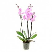 Nadir İthal Pembe Orkide Tohumu Ekim Seti 5 Tohum Çiçek Tohumu Saksı Toprak Kombin - 2
