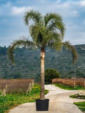 Coccos Plumosa Hindistan Cevizi ağacı Tohumu Ekim Seti 3 Tohum Saksı Toprak Kombin - 2