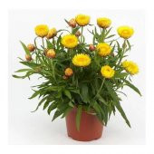 Karışık Elicriso Çiçeği Tohumu Ekim Seti 5 Tohum Çiçek Tohumu Saksı Toprak Kombin - 1