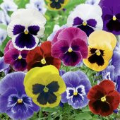 Viola Pensiero Çiçeği Tohumu 5 Tohum Çiçek Tohumu - 2