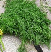 Dereotu Tohumu Ekim Seti Dere Otu Tohumu 100 Tohum Saksı Toprak Kombin - 2