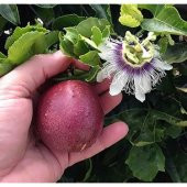 Nadir İthal Passiflora Tohumu Ekim Seti 3 Tohum Pasiflora Tohumu Saksı Toprak Kombin - 2