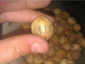 Coccos Plumosa Hindistan Cevizi ağacı Tohumu Ekim Seti 3 Tohum Saksı Toprak Kombin - 3